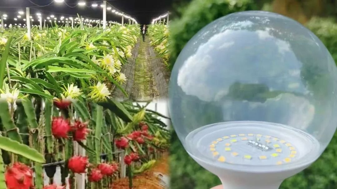AI+植物照明-現代農業向「新」提質 AI+植物照明-現代農業向「新」提質